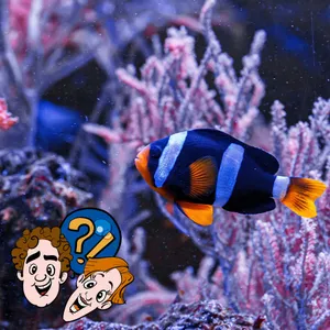 Werden Fische auch mal seekrank?