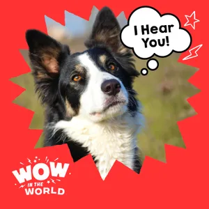 Speak, Fetch, Repeat: How Dogs Learn Words by Overhearing Humans