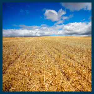 Why this summer's drought could lead to food shortages