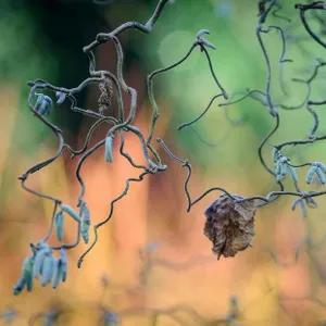 The wildlife wonders of hazel, the science of winter wellbeing and hot crops from Wisley