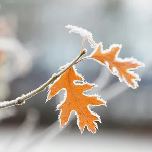 Midwinter Gardens: Influential Plants, Christmas Trees and New RHS Gardens