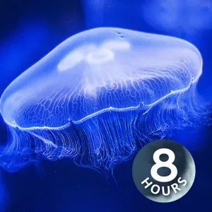 Sonidos relajantes de un acuario (8 horas)