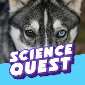 The Secret of Husky Eyes: Why Huskies Have Two Different Colours 🐺👁️