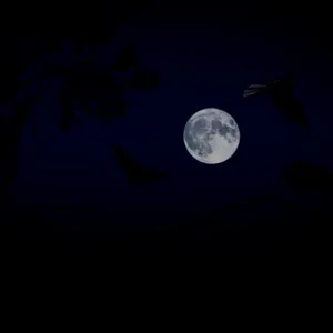Música relajante y fondos marinos Calma la mente - MUSICA RELAJANTE: Que No Podrás Dejar de Escuchar, Música Tranquila para Meditar y Estar Feliz