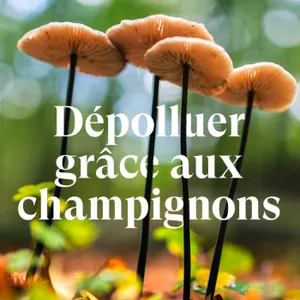 Dépolluer les sols grâce aux champignons 🍄