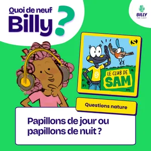 Questions Nature : papillon de jour ou papillon de nuit ?