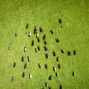 Feldstudie: Landwirtschaft - Vier Leben zwischen Tradition und Agribusiness