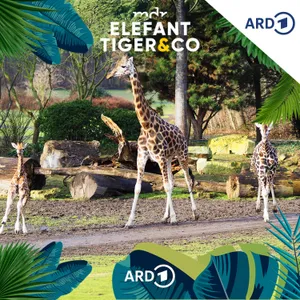 Rothschild-Giraffe - nicht aus der Ruhe zu bringen?