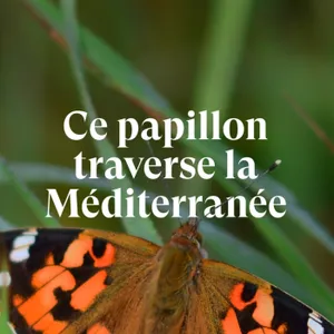 Ce papillon traverse la Méditerranée