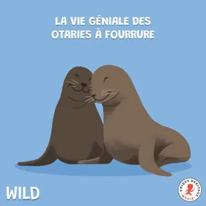 La vie géniale des Otaries à fourrure !