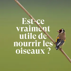 Est-ce vraiment utile de nourrir les oiseaux ?