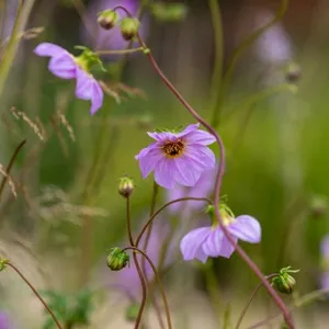 506: Garden wildlife care for heatwaves: dahlias, cinnabar moths, and more