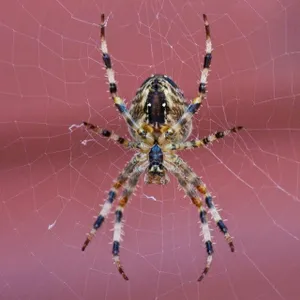 513 – Autumn gets real, root cuttings, and what do spiders ever do for us?