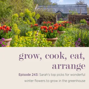 Sarah's top picks for wonderful winter flowers to grow in the greenhouse - Episode 243