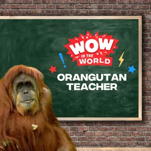 Teach Like an Orangutan! What Makes These Great Apes Such Great Teachers? (Encore)