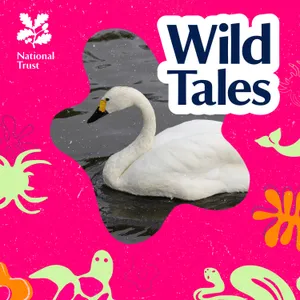 Finding the Tundra Swan