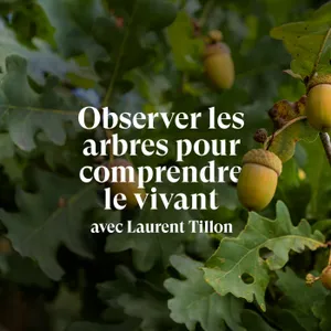 « J'ai eu l'impression de renaître auprès de ce chêne » - Entretien avec Laurent Tillon, forestier écrivain 🌳