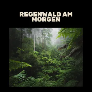 Regenwald am Morgen