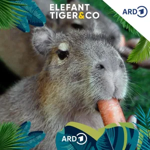 Capybaras - 50 Kilo tapsige Gemütlichkeit
