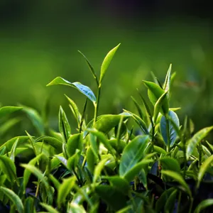 Revisited: A Scottish tea mystery, episode one – green shoots