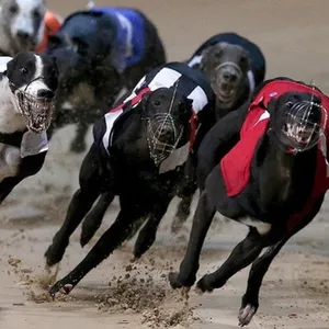 Shelbourne Park's involvement on Culture Night
