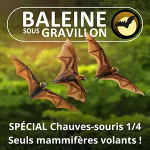 SPÉCIAL Chauves-souris 1/4 : Reine de la nuit (François Moutou)