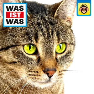 Katzen – Flinke Jäger auf Samtpfoten