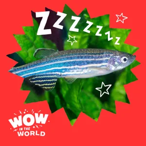 Asleep in the Deep: Do Fish Sleep Just Like Humans?
