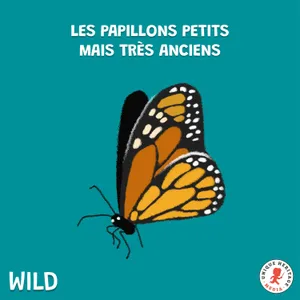 Les Papillons, petits mais très anciens (Partie 1)
