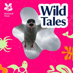 Arctic Terns | Globetrotting Dive-bombers