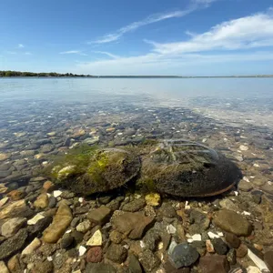 Are horseshoe crabs…crabs?