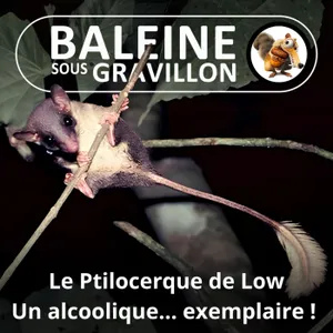 Retour aux sources de BSG : Le Ptilocerque de Low, un alcoolique... exemplaire !