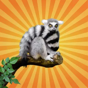 Le maki catta fait des combats d'odeur !