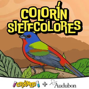 Colorín sietecolores: pequeño viajero colorido