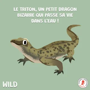 Le Triton un petit dragon bizarre qui passe sa vie dans l'eau