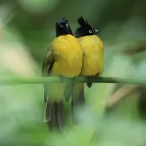 Aves Cantando