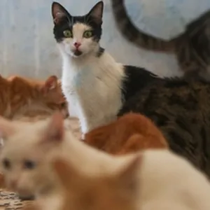 Feral Cats becoming a real problem