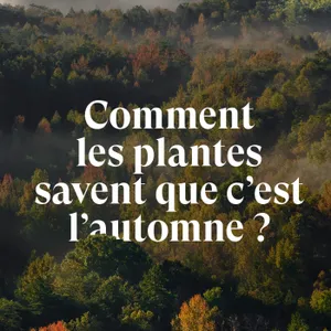 Comment les plantes savent que c'est l'automne ?