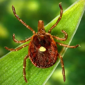 The “bullies of the tick world” are on the hunt
