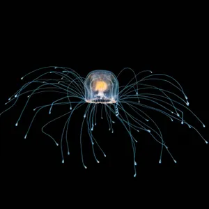 The immortal jellyfish and other mindblowing invertebrates