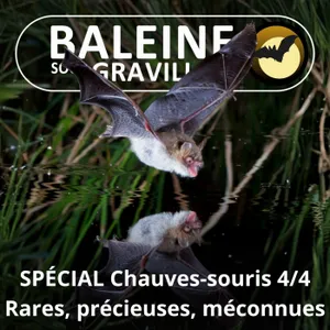 SPÉCIAL Chauves-souris 4/4 : Rares, précieuses, mal connues (François Moutou)