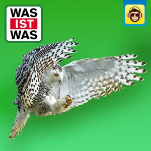 Eulen - Jäger mit Supersinnen