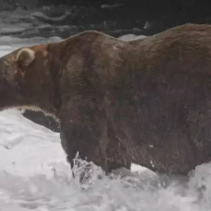 The Happy Pod: Fat Bear Week returns