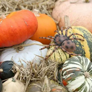518: Perilous pumpkins, ghoulish garlic, boo-tiful bats
