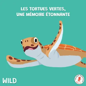 Les Tortues vertes, une mémoire étonnante !
