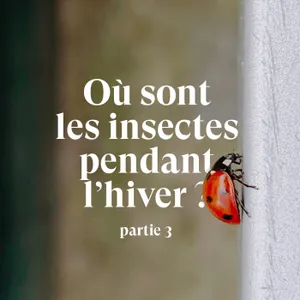 Où sont les insectes pendant l'hiver ? [Partie 3]