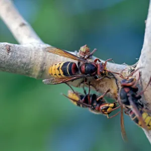 Going Green: How worried should we be about Asian Hornets