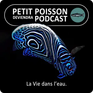 Qui sont les 3 frères de BSG ? (3/3) : Petit Poisson deviendra Podcast, la Vie dans l'eau