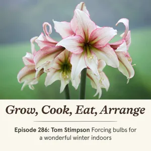 Tom Stimpson: Forcing bulbs for a wonderful winter indoors  - Episode 286