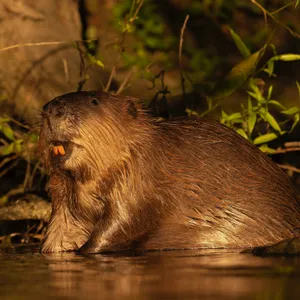 Hot Dam: Why beavers are Britain’s new climate heroes